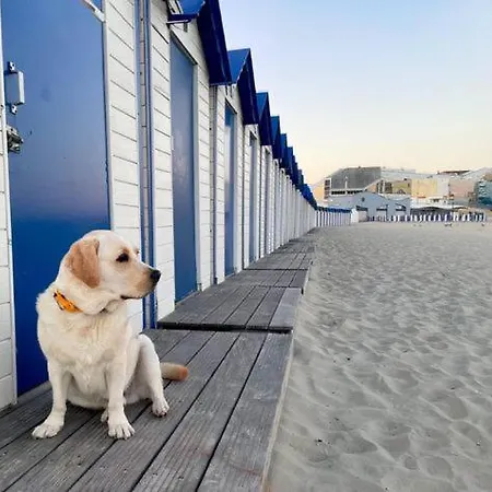 Jungle Lumineux Plein Centre Apartment Boulogne-sur-Mer